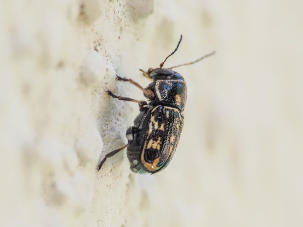 Chrysomelidae: Pachybrachis exclusus ssp. etruscus