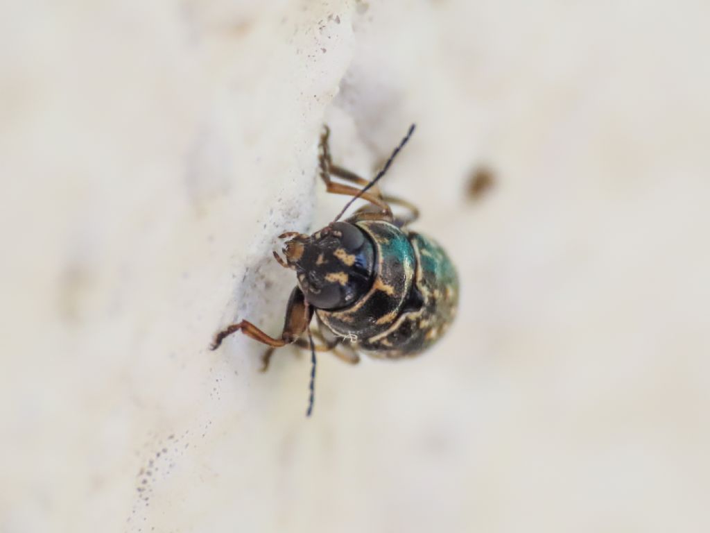 Chrysomelidae: Pachybrachis exclusus ssp. etruscus