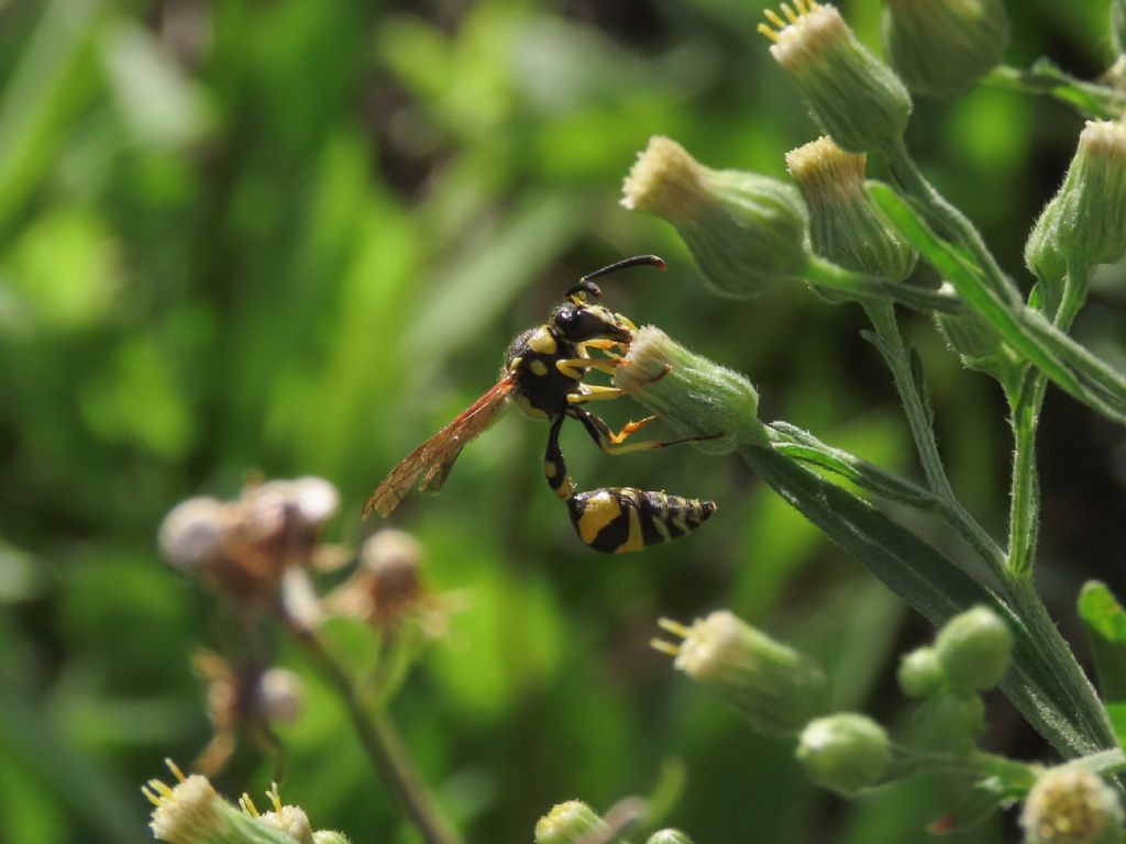 Vespidae Eumeninae: Eumenes mediterraneus