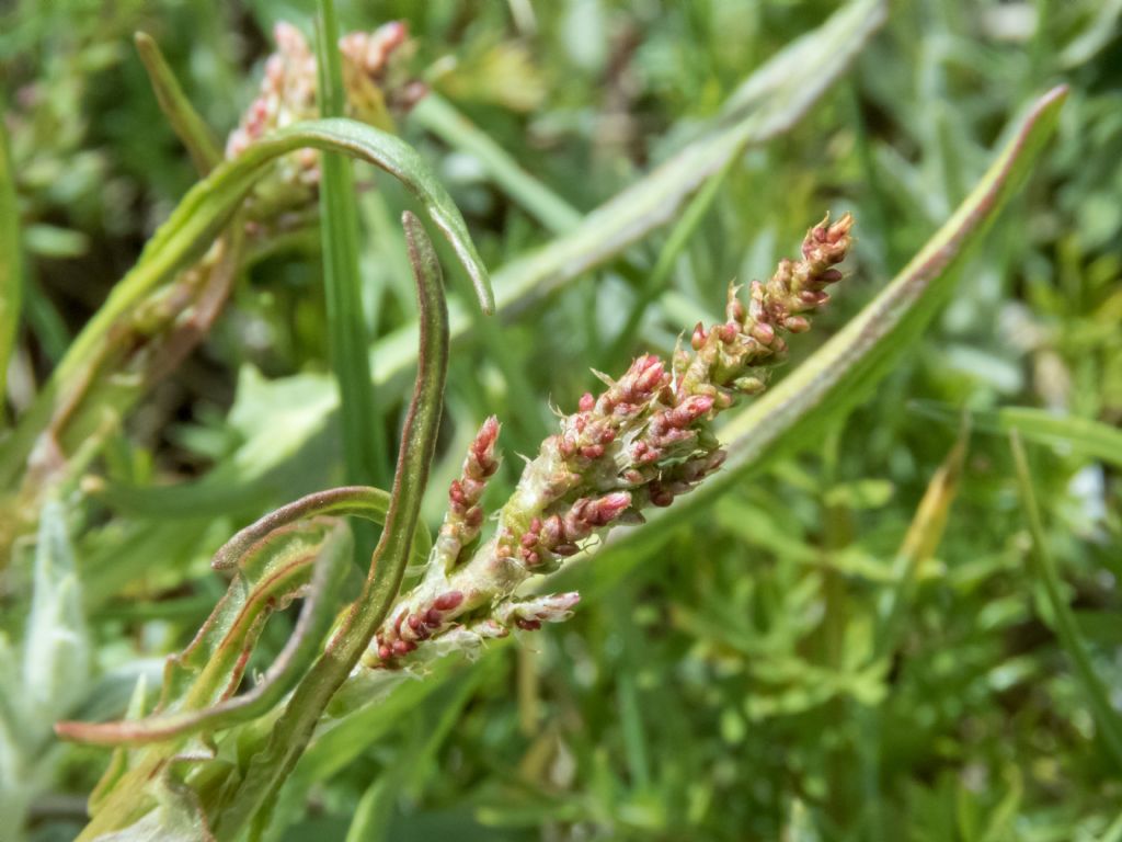 Rumex? Rumex acetosa