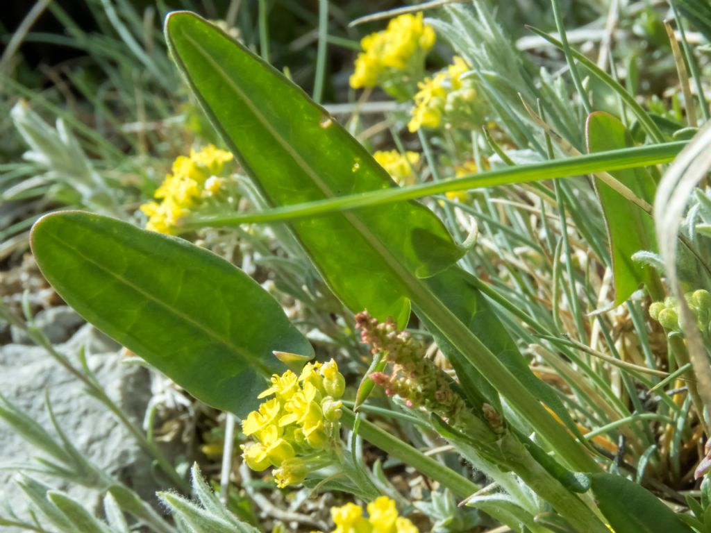 Rumex? Rumex acetosa