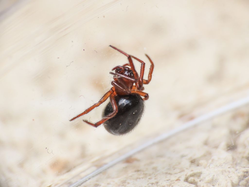 Theridiidae? S, Enoplognatha thoracica, femmina - Bazzano (AQ)