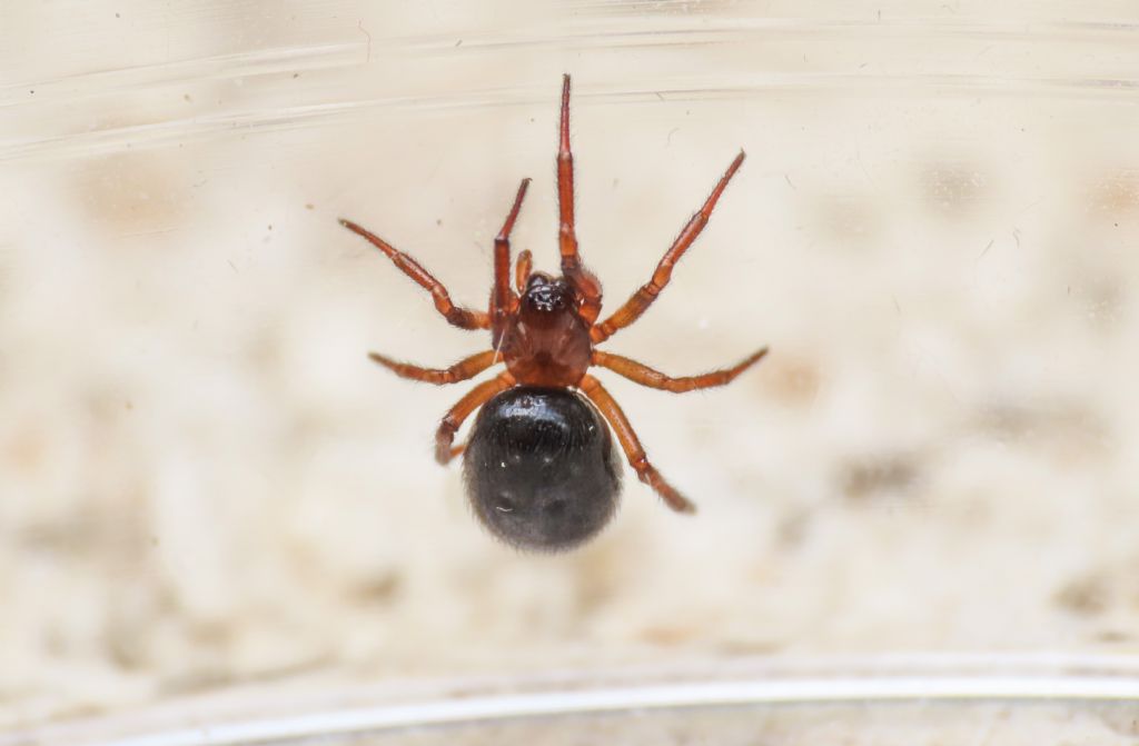 Theridiidae? S, Enoplognatha thoracica, femmina - Bazzano (AQ)