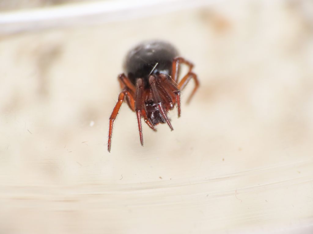 Theridiidae? S, Enoplognatha thoracica, femmina - Bazzano (AQ)