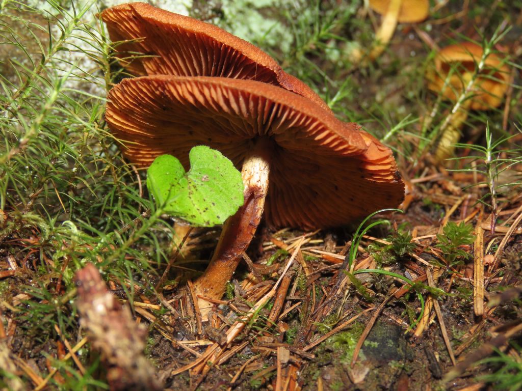 Funghi da identificare