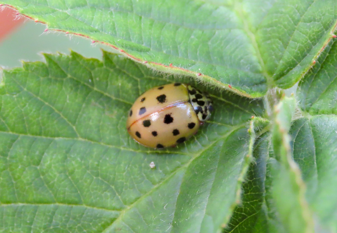 Coccinellidae: Harmonia quadripunctata