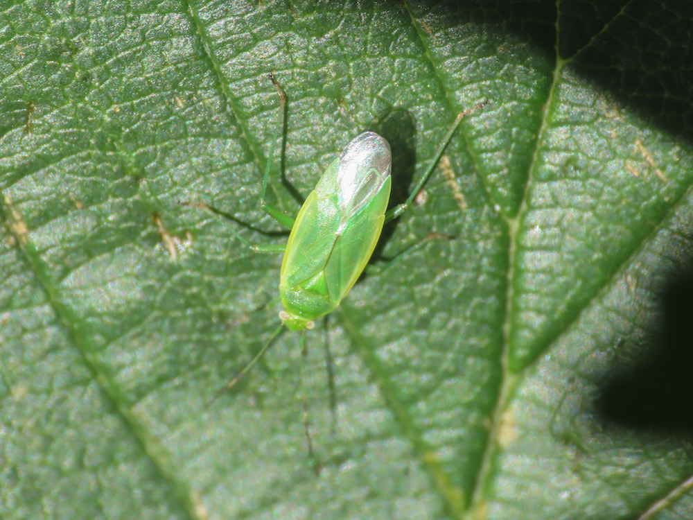 Miridae: Lygocoris rugicollis