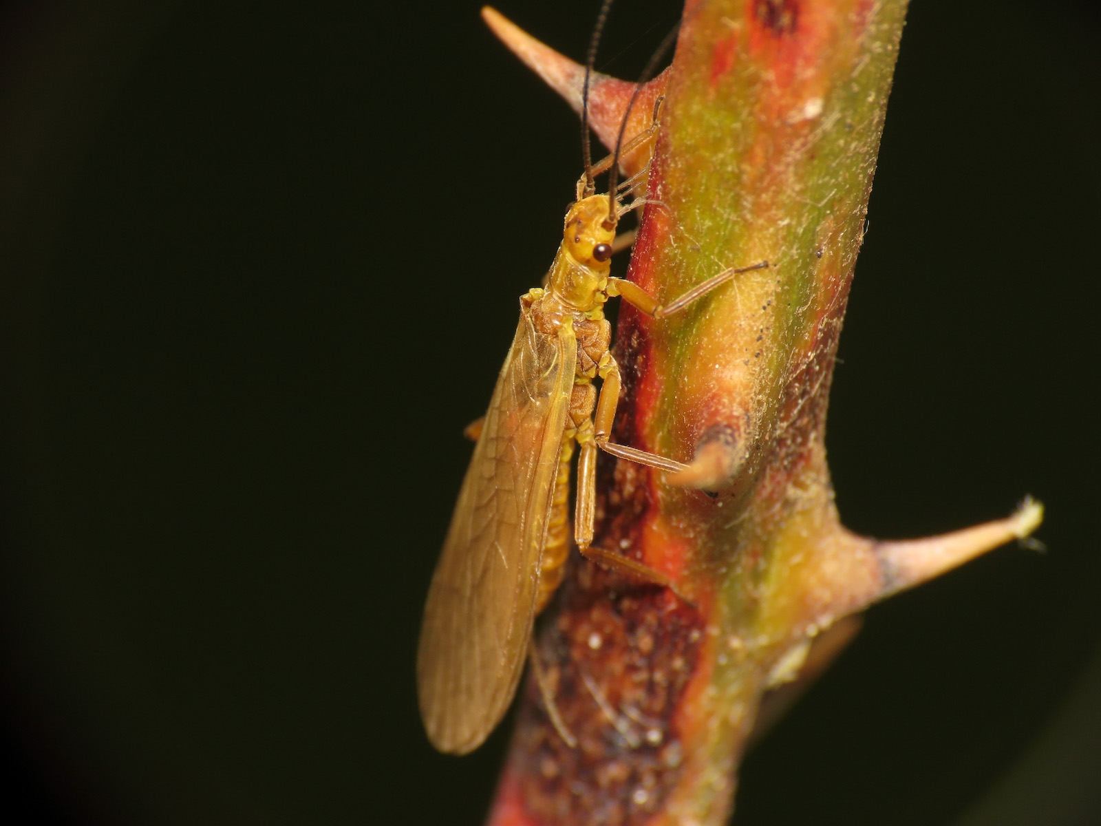 Perlodidae? S, Isoperla cfr. carbonaria