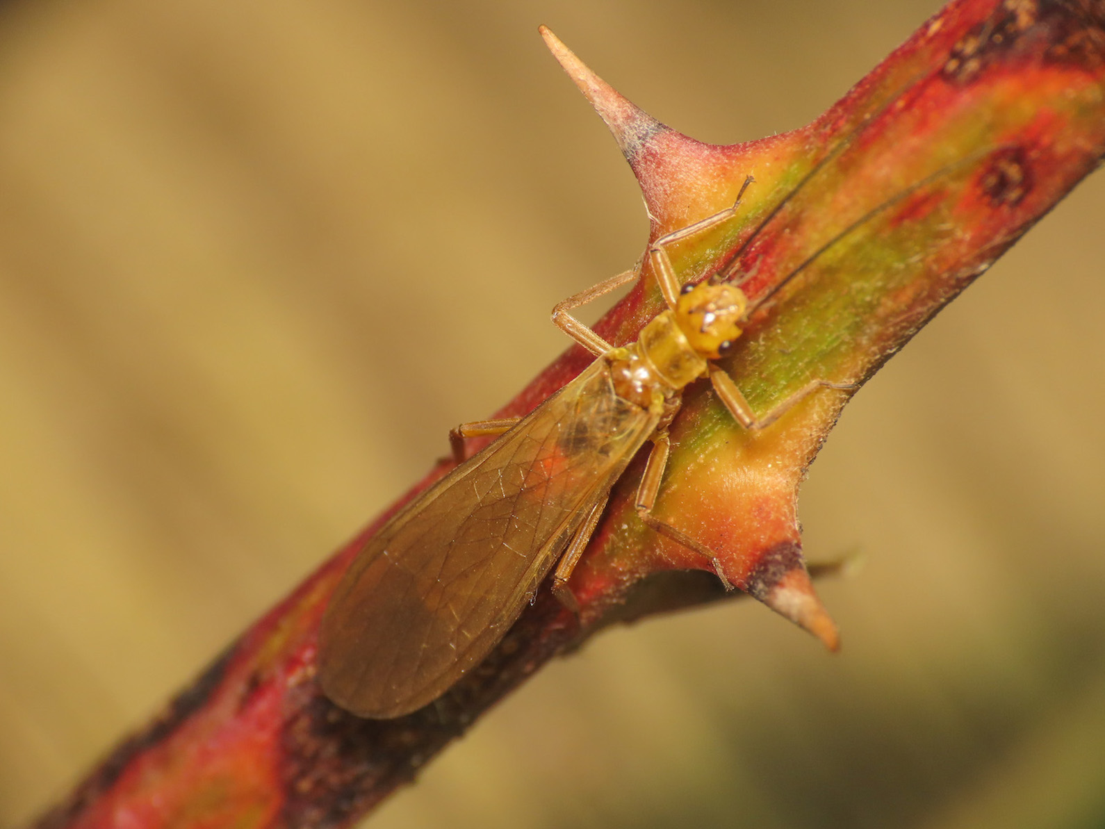 Perlodidae? S, Isoperla cfr. carbonaria