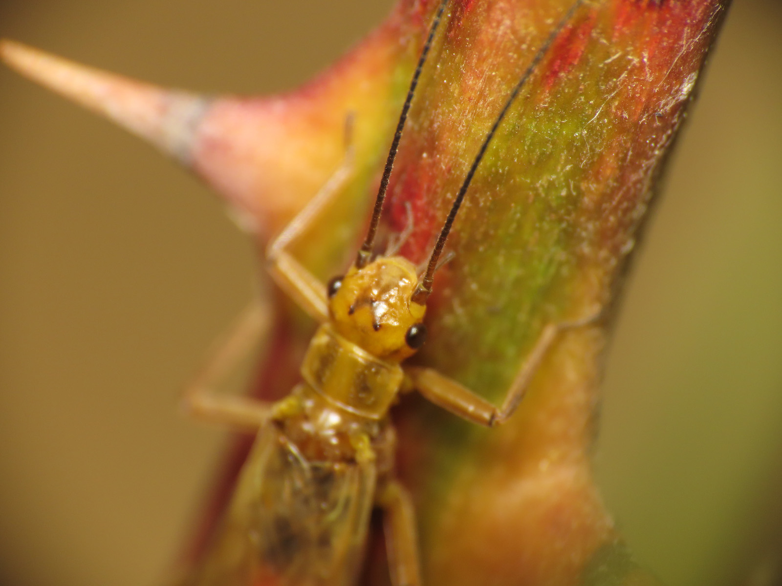 Perlodidae? S, Isoperla cfr. carbonaria