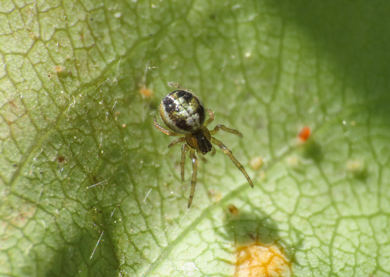 Theridiidae? No, Araneida sp. - Bazzano (AQ)