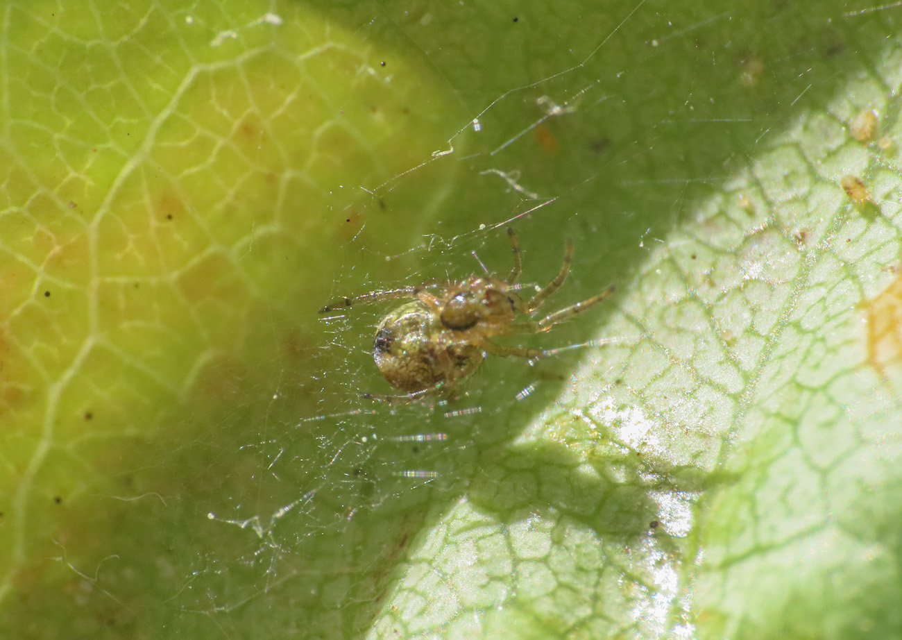 Theridiidae? No, Araneida sp. - Bazzano (AQ)