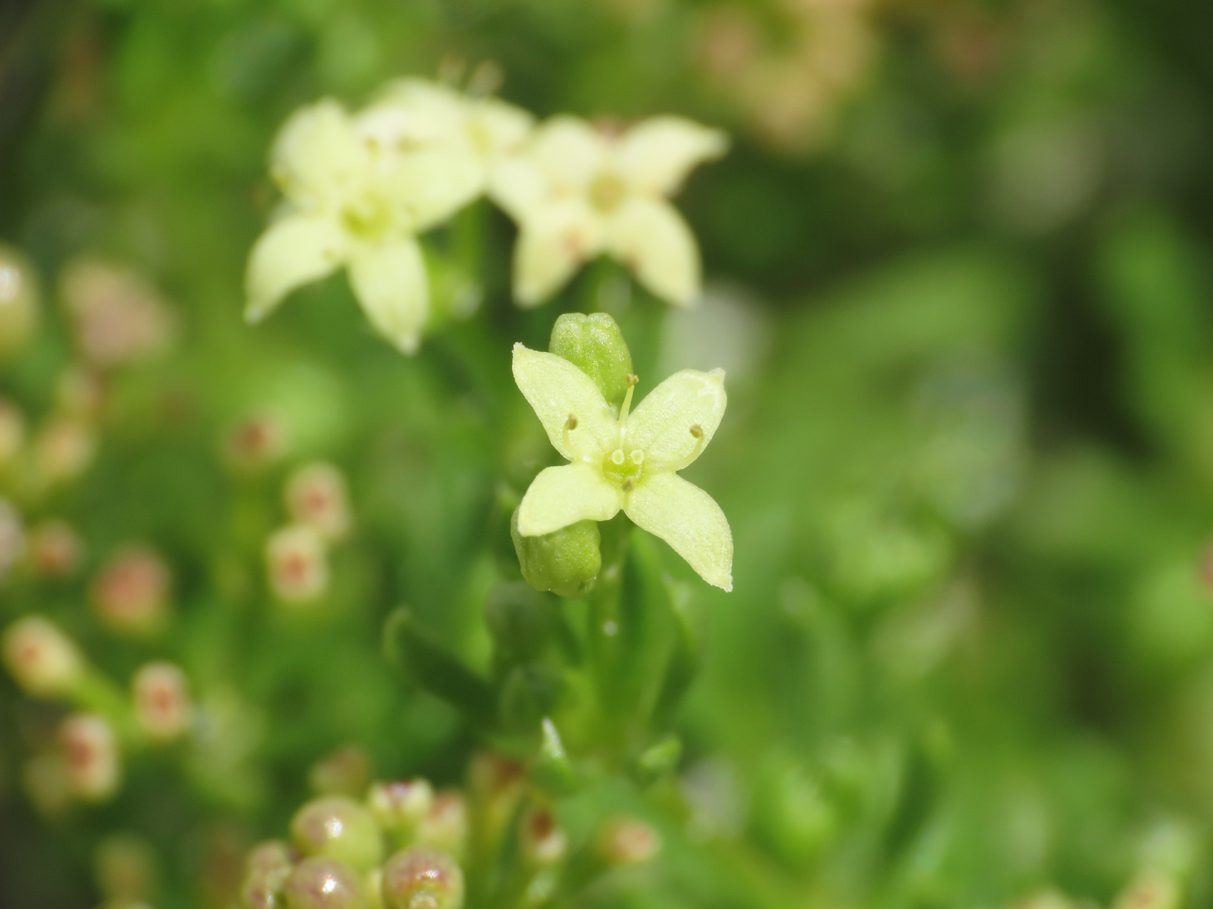 Galium magellense (Rubiaceae)