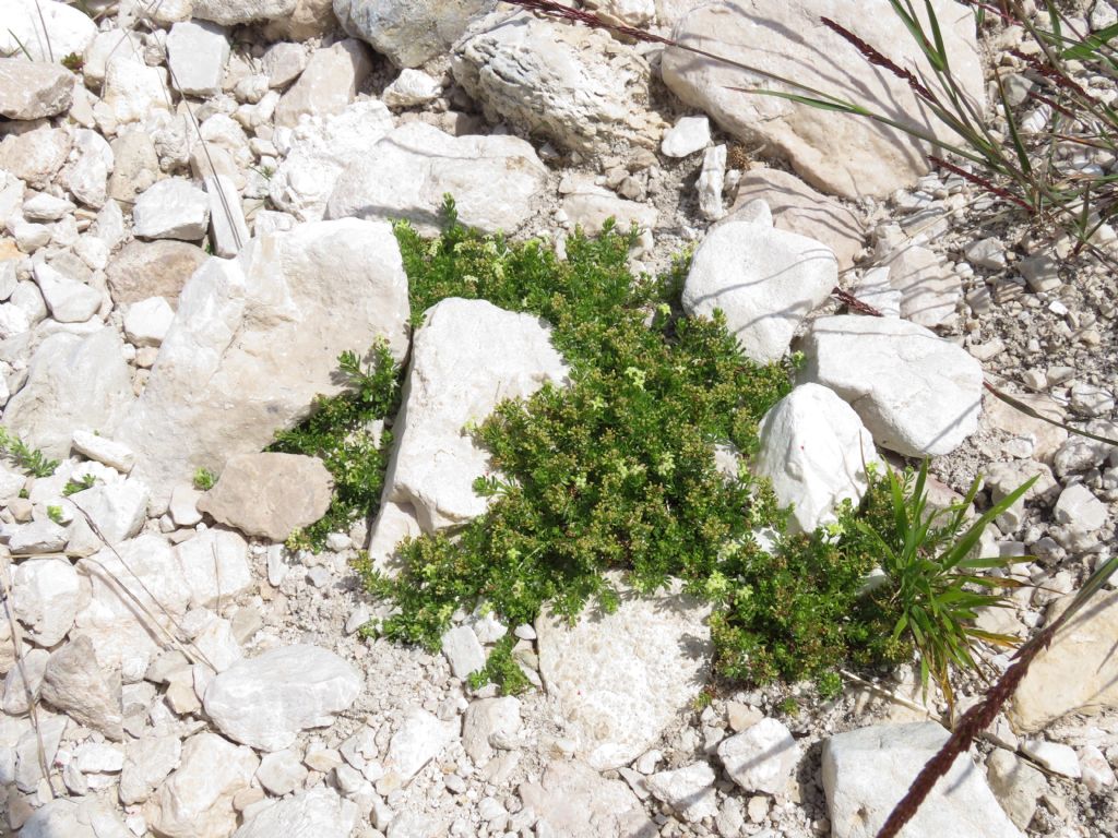 Galium magellense (Rubiaceae)