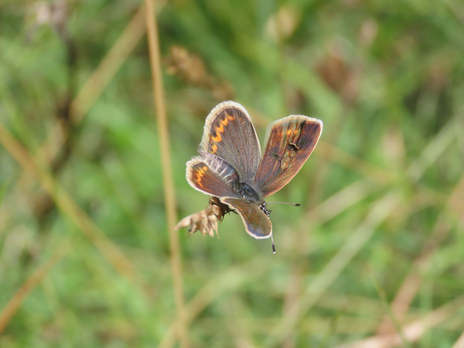 Lycaenidae: Plebejus argus, femmina