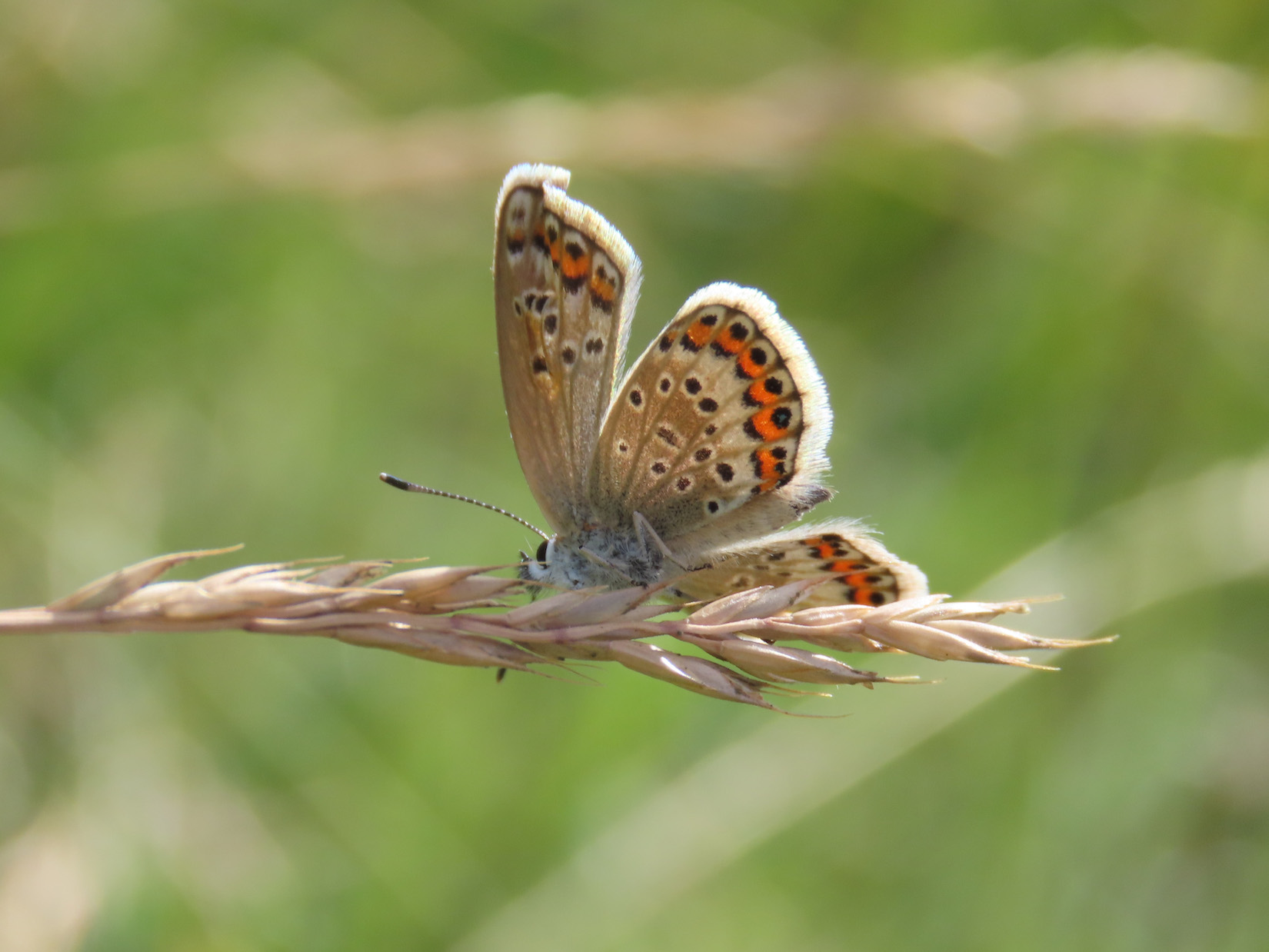 Lycaenidae: Plebejus argus, femmina