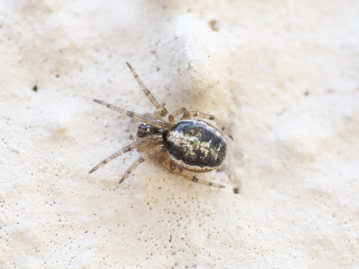 Araneidae: cfr. Zygiella sp.,  giovane - Bazzano (AQ)