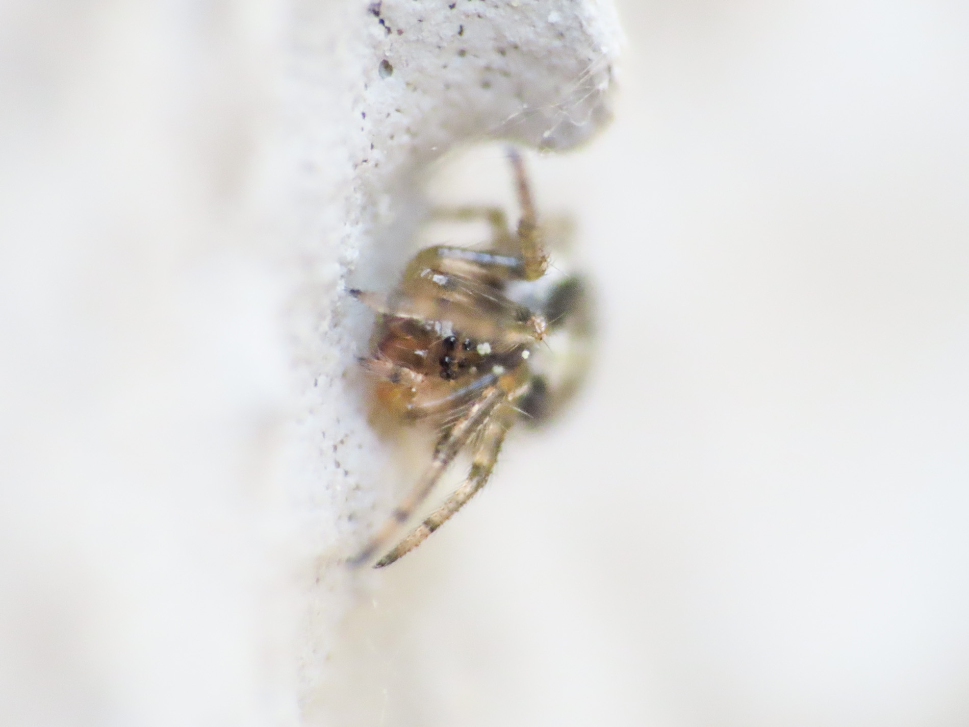 Araneidae: cfr. Zygiella sp.,  giovane - Bazzano (AQ)