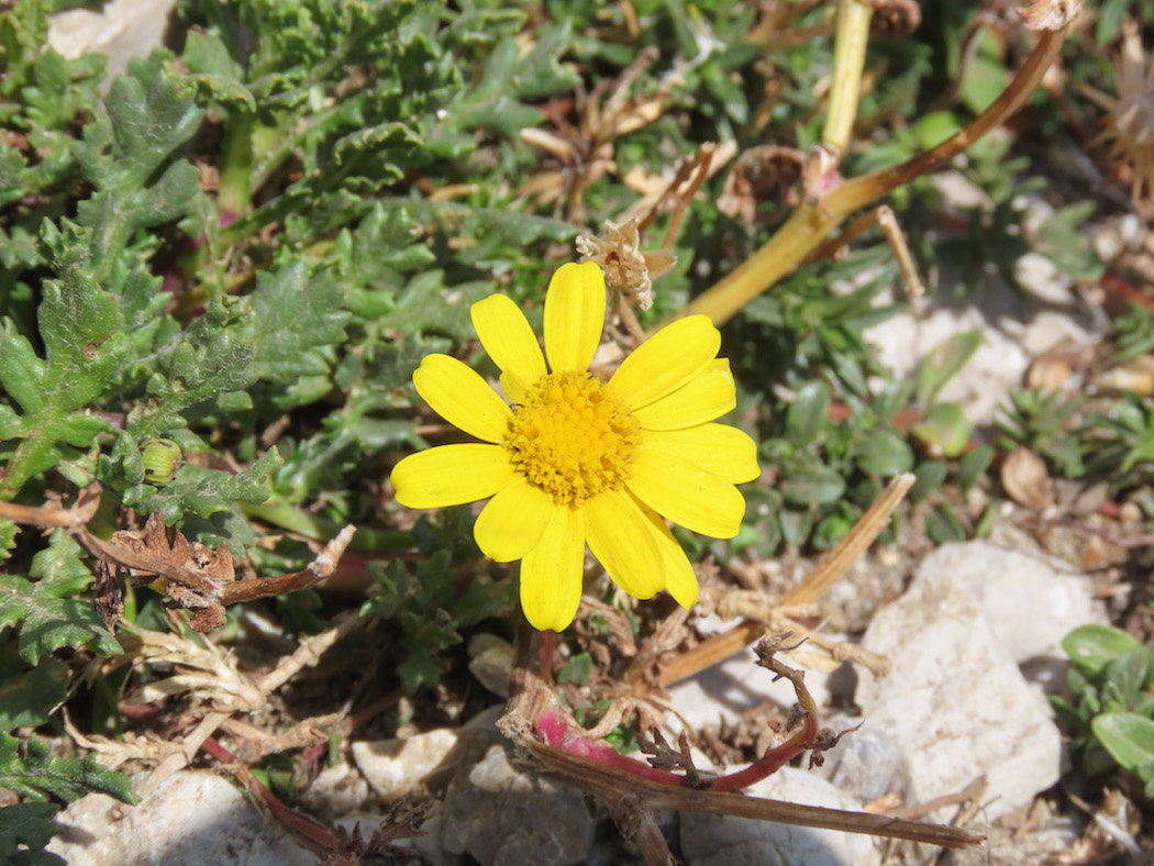 Senecio squalidus subsp. rupestris / Senecione delle rupi