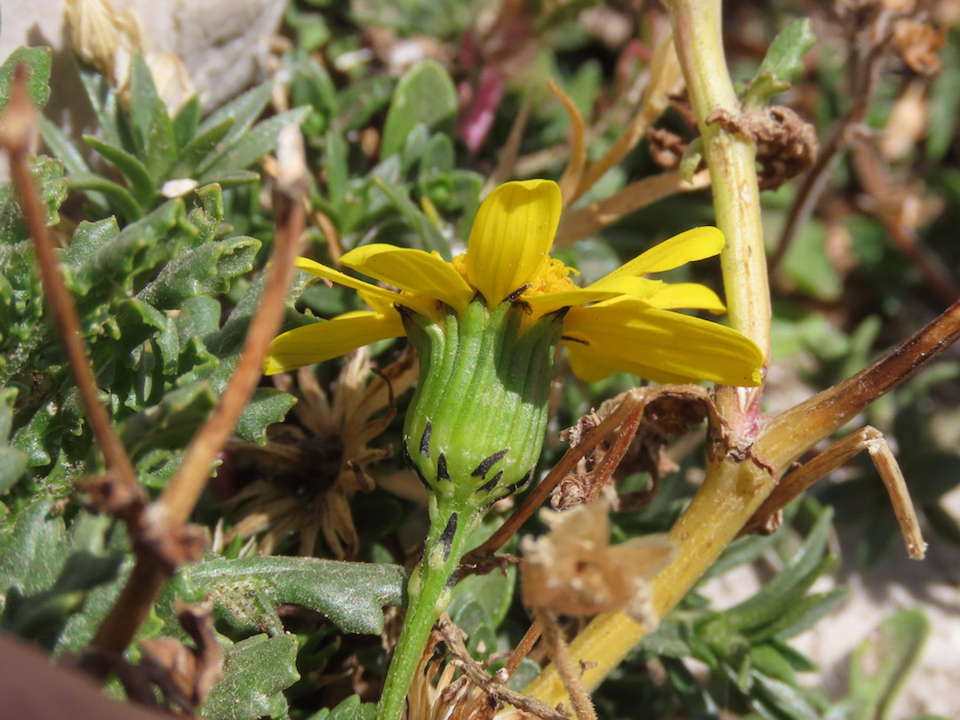 Senecio squalidus subsp. rupestris / Senecione delle rupi