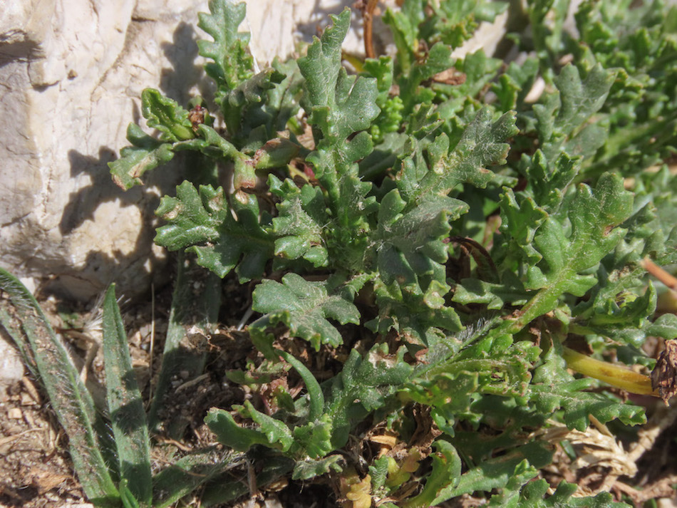 Senecio squalidus subsp. rupestris / Senecione delle rupi