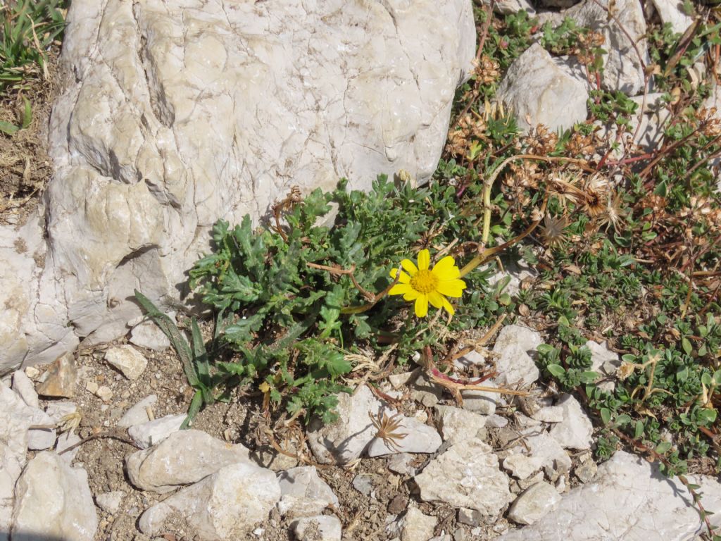 Senecio squalidus subsp. rupestris / Senecione delle rupi