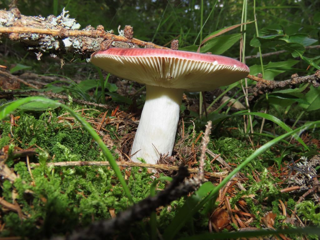 Russula? da identificare