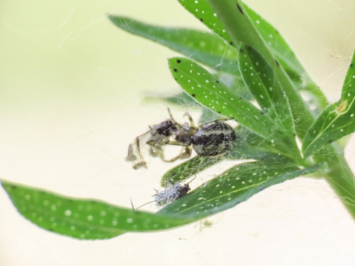 Araneidae: cfr. Zygiella sp.,  giovane - Bazzano (AQ)