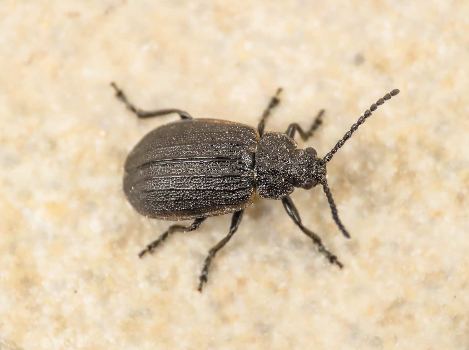 Chrysomelidae: Galeruca interrupta sicelidis (cfr.)