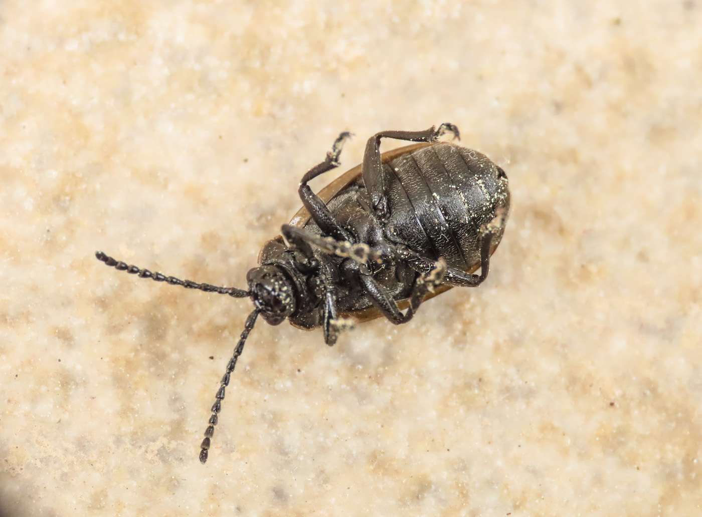 Chrysomelidae: Galeruca interrupta sicelidis (cfr.)