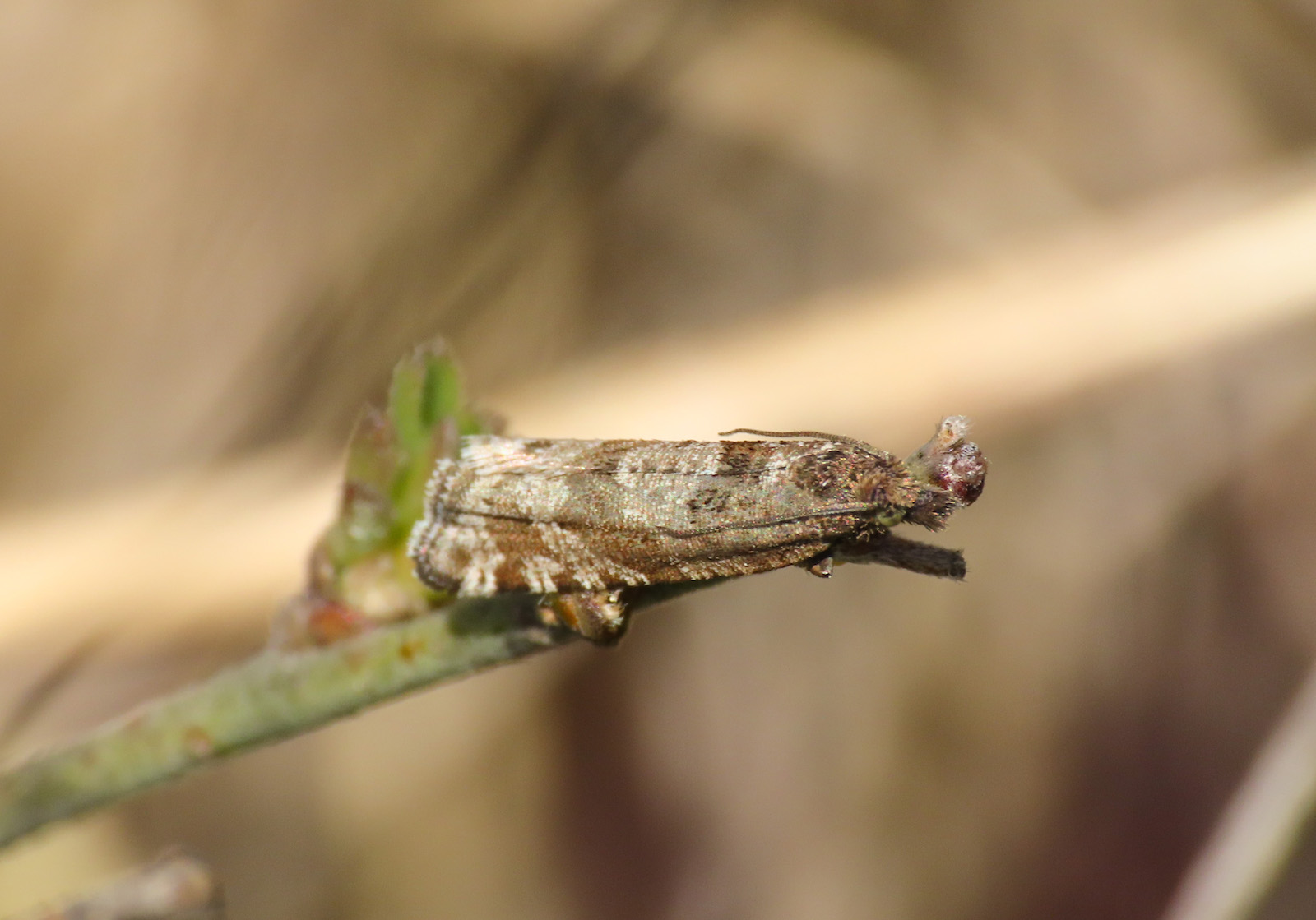 Tortricidae da ientificare