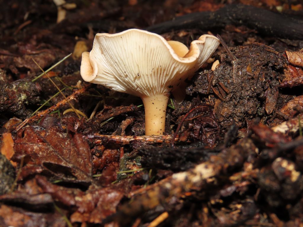 Funghi da identificare