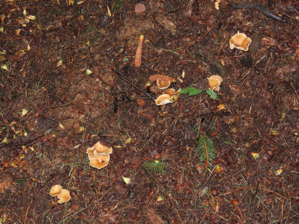 Funghi da identificare