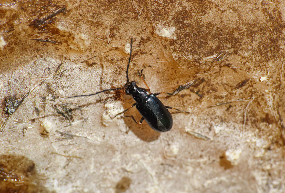 Chrysomelidae: Luperus longicornis ssp. diniensis