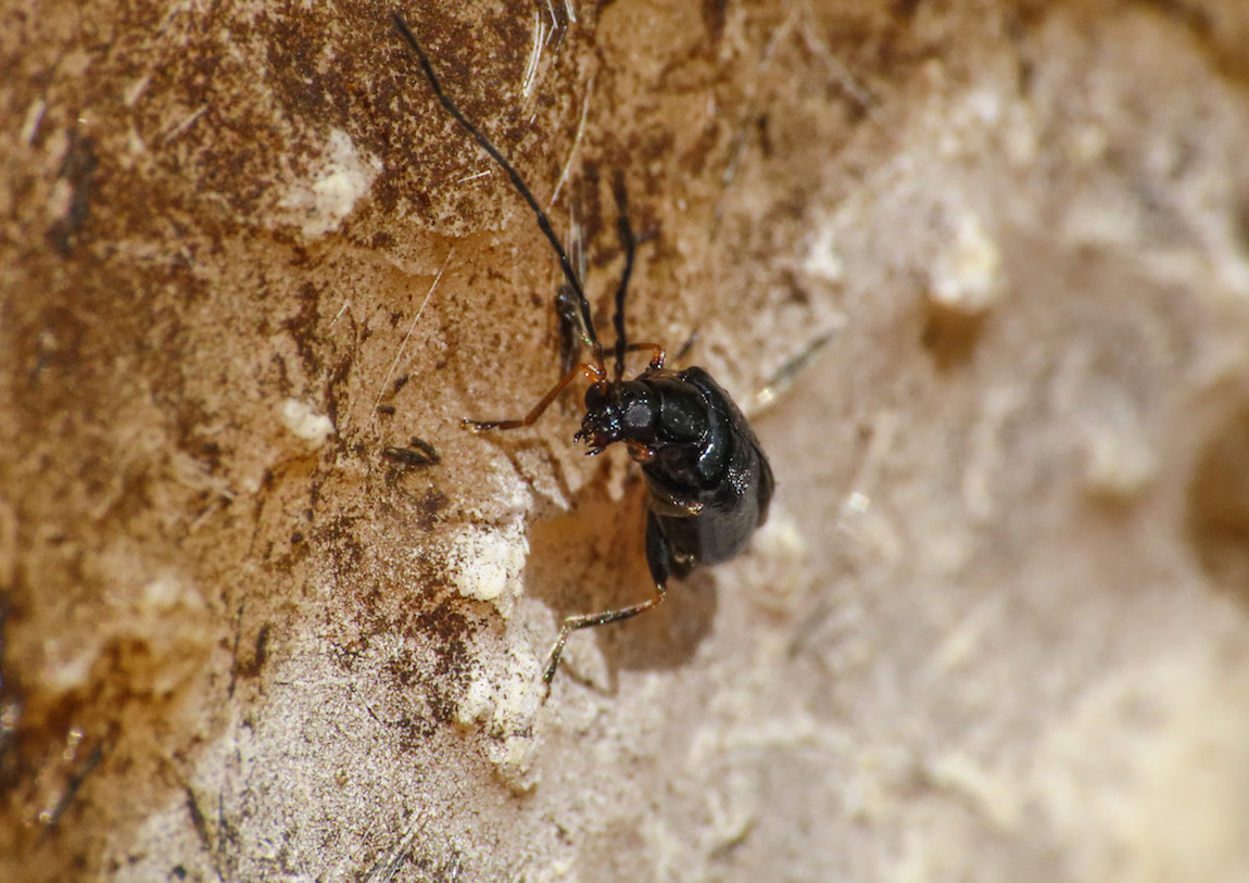 Chrysomelidae: Luperus longicornis ssp. diniensis