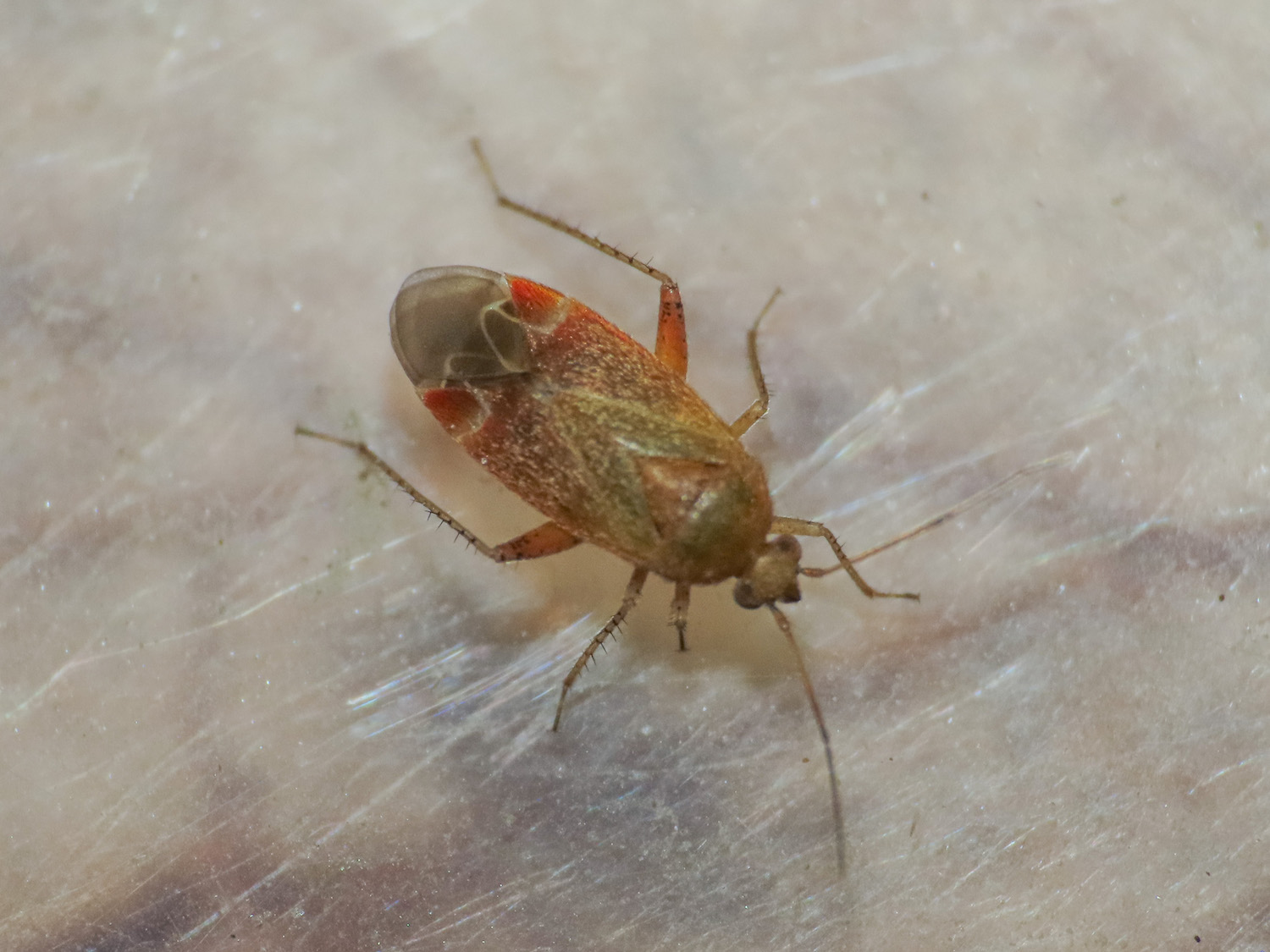 Miridae: Psallus cfr. variabilis