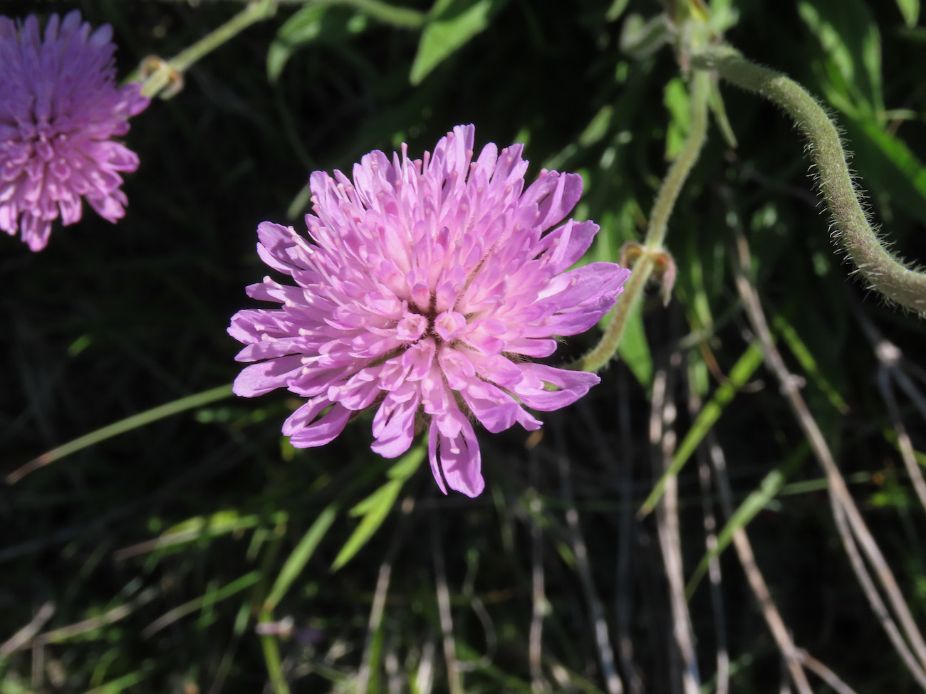 Knautia dinarica subsp. silana / Ambretta della Sila