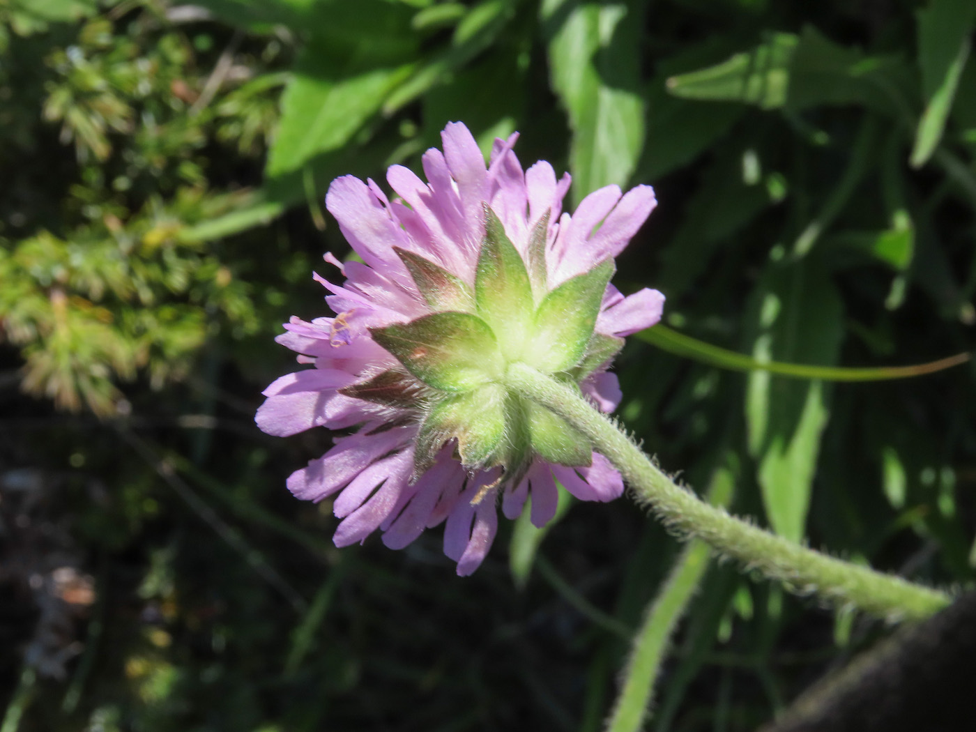 Knautia dinarica subsp. silana / Ambretta della Sila