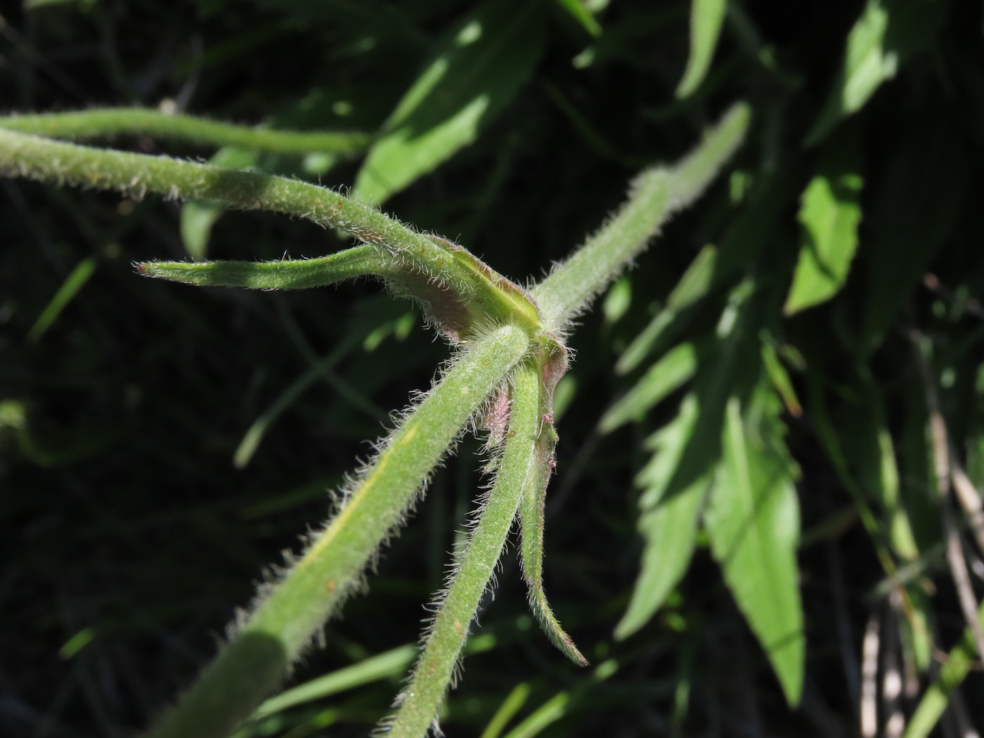 Knautia dinarica subsp. silana / Ambretta della Sila
