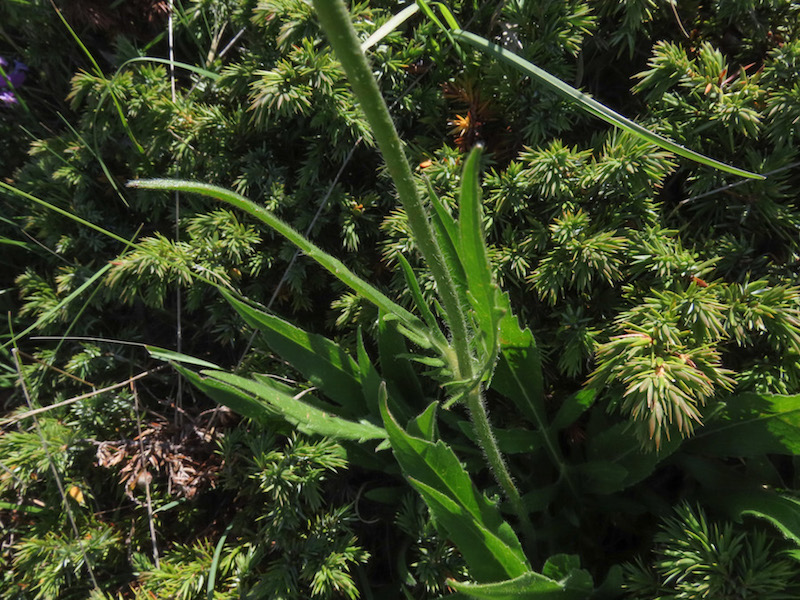 Knautia dinarica subsp. silana / Ambretta della Sila