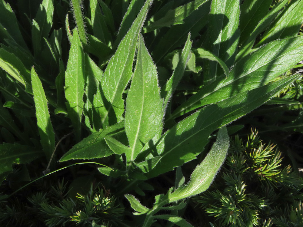 Knautia dinarica subsp. silana / Ambretta della Sila