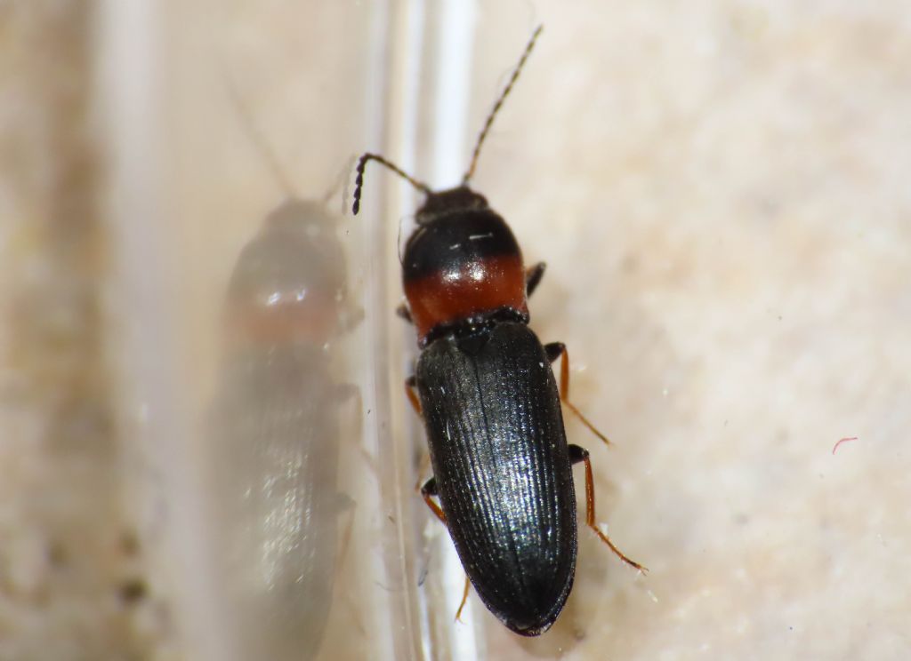 Elateridae: Cardiophorus italicus