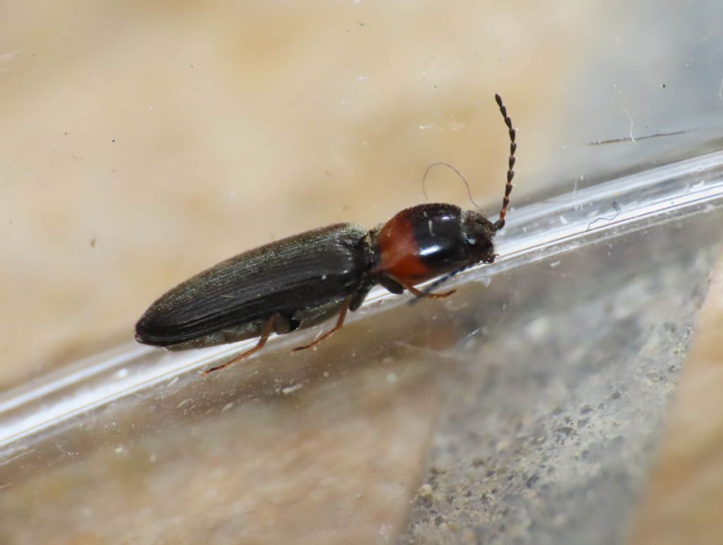 Elateridae: Cardiophorus italicus