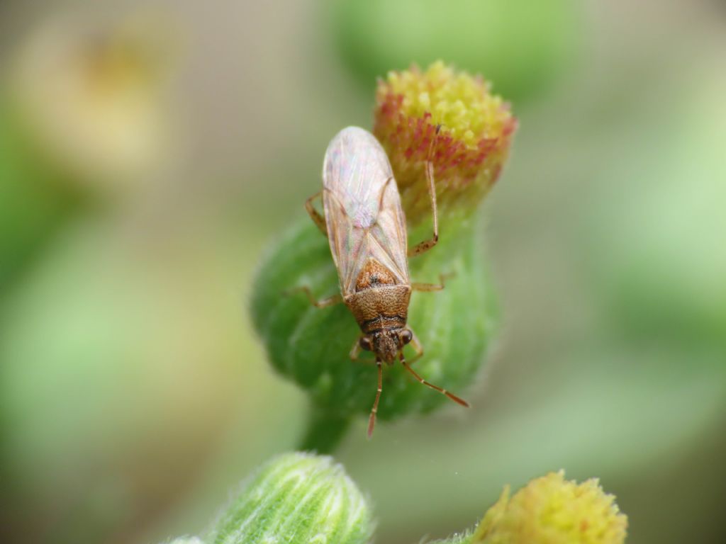 Rhopalidae? No, Lygaeidae: Nysius sp.