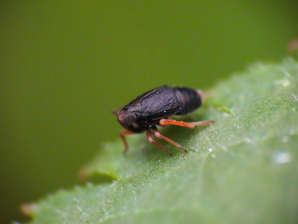 Delphacidae? S, Metropis sp.