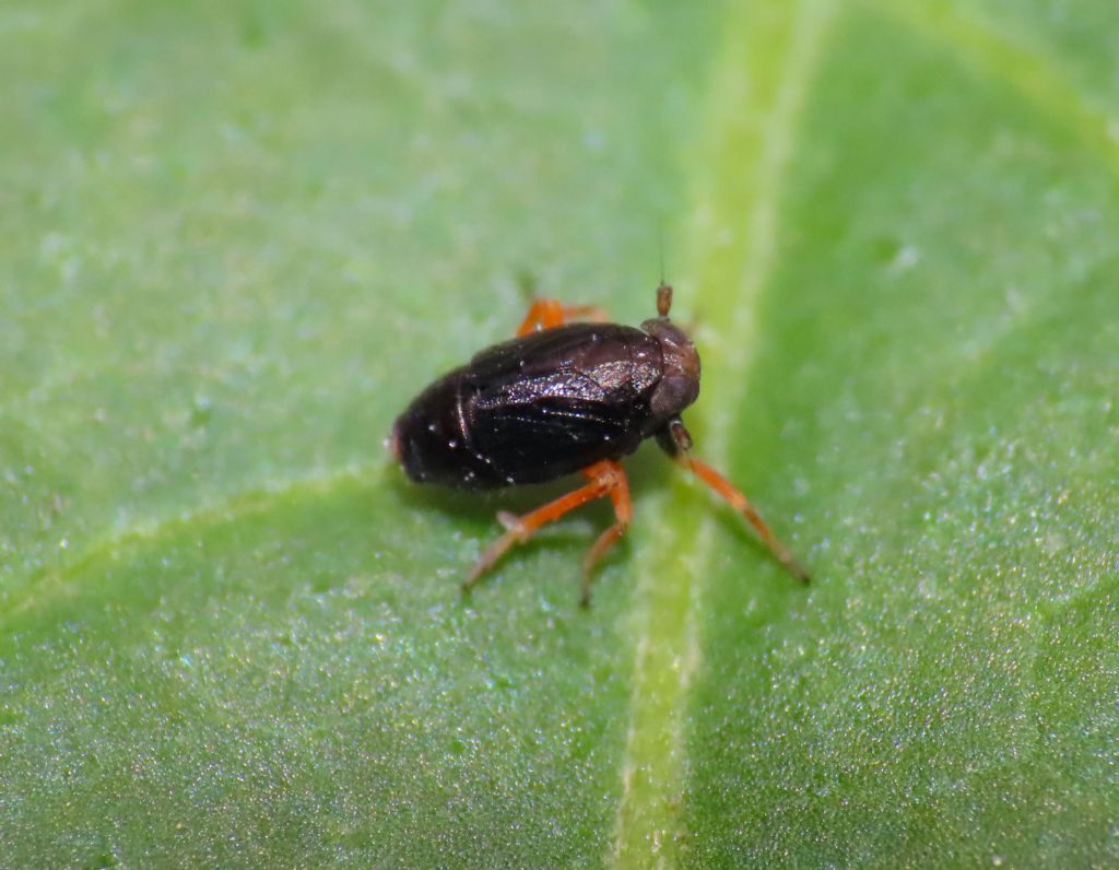 Delphacidae? S, Metropis sp.