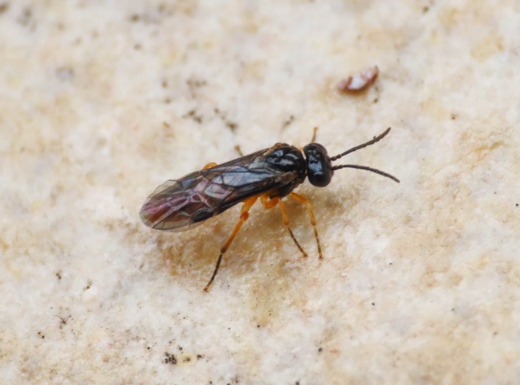 Tenthredinidae da identificare: Selandriinae, Selandria serva