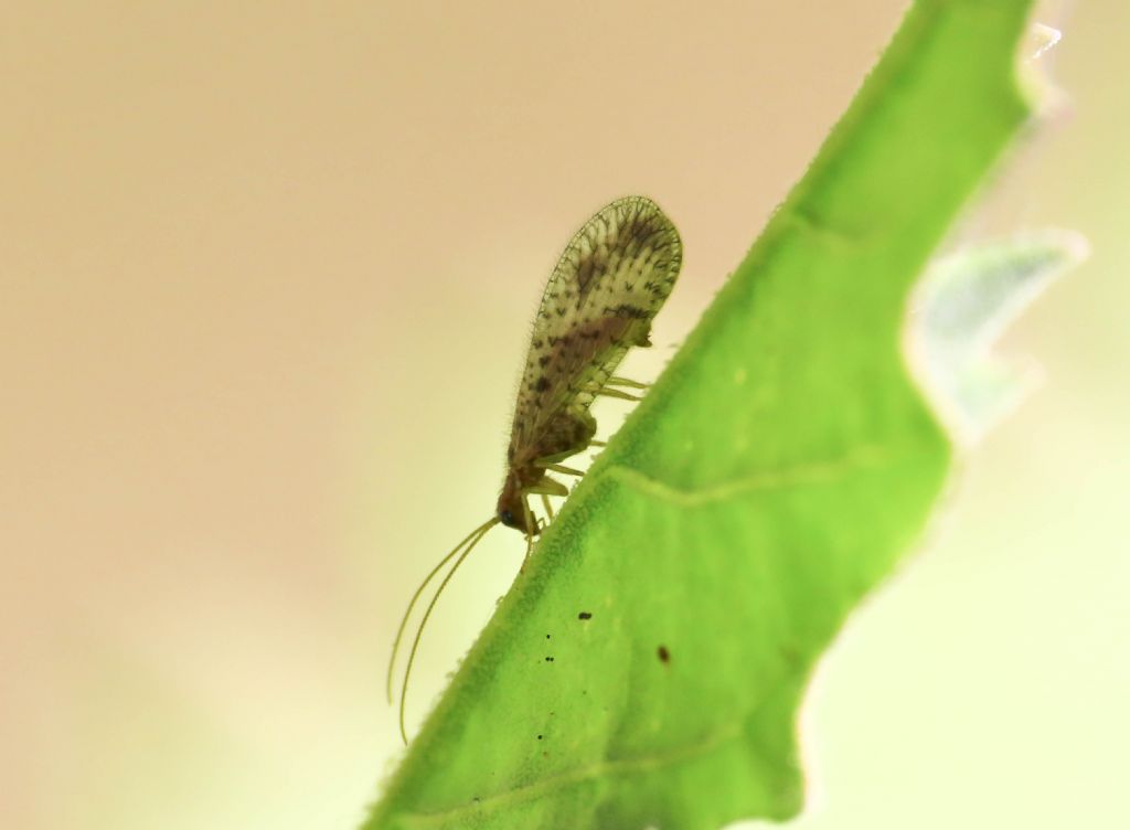 Hemerobiidae? S, Micromus variegatus, maschio
