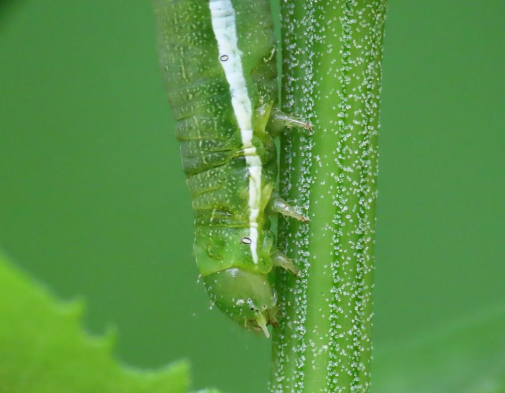 Bruco da identificare: Orthosia (Semiophora) gothica - Noctuidae