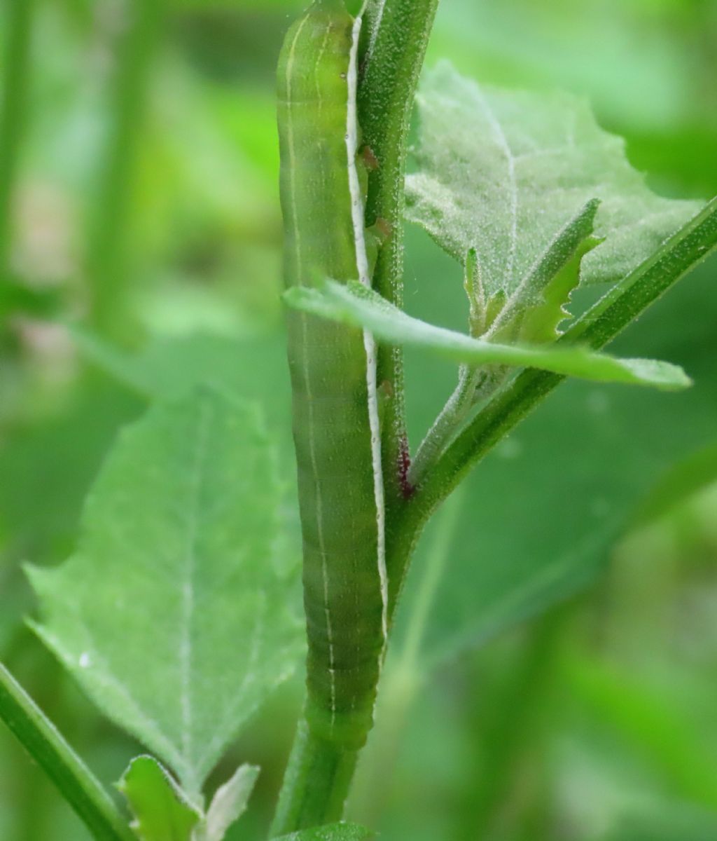 Bruco da identificare: Orthosia (Semiophora) gothica - Noctuidae